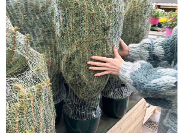 Garden centre's Christmas closure dates released.