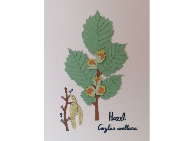 Hazelnut tree, nicknamed the tree of knowledge, was among the earliest to inhabit this area after the ice age.