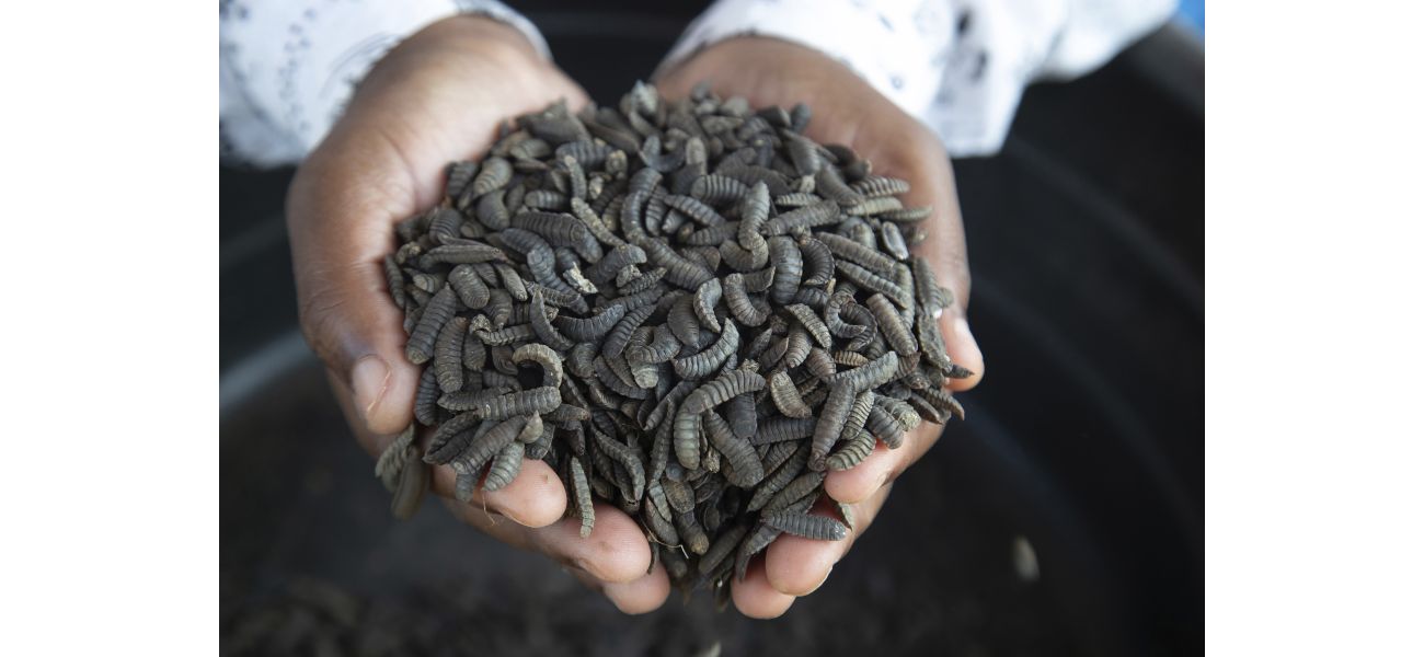 Zimbabwe farmers are using maggots to endure drought and prosper.