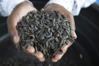 Zimbabwe farmers are using maggots to endure drought and prosper.