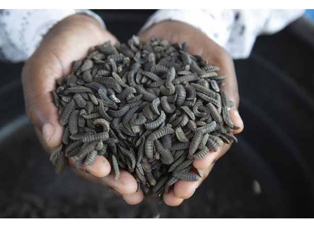 Zimbabwe farmers are using maggots to endure drought and prosper.