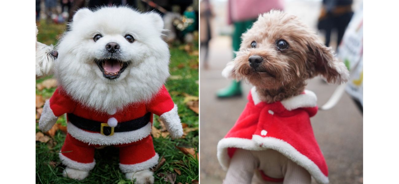 Check out these adorable 'Santa Paws' costumes featured in a Christmas parade.