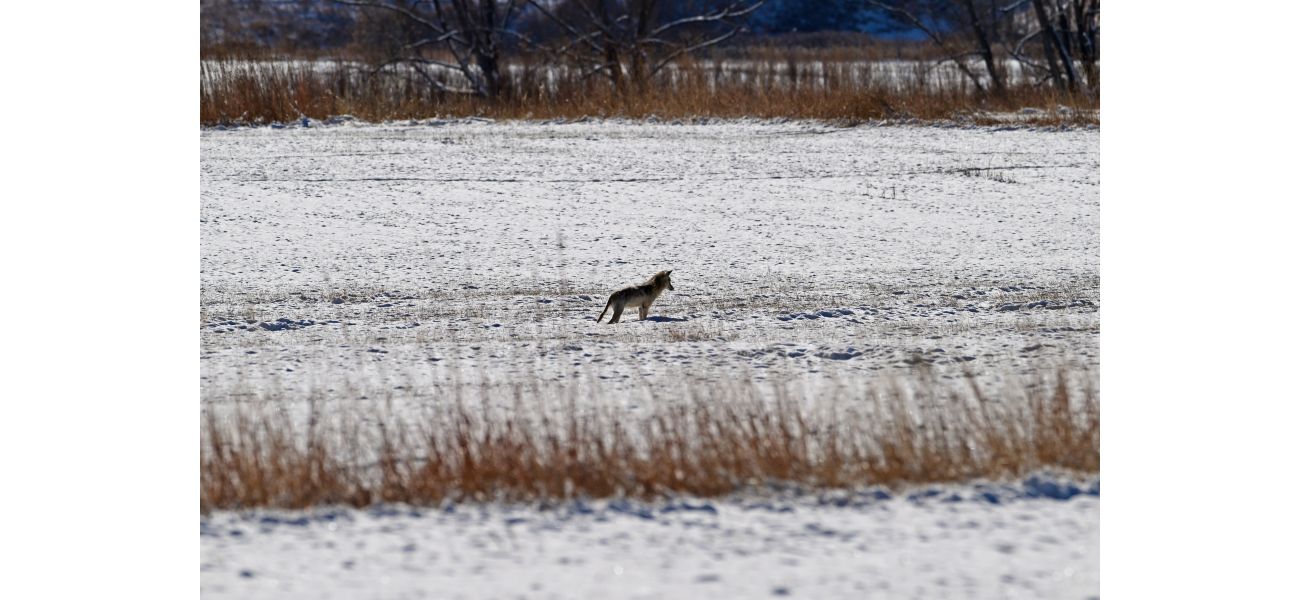 Colorado officials will remove coyotes near area where 4-year-old was attacked.