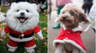 Check out these adorable 'Santa Paws' costumes featured in a Christmas parade.