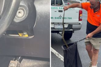 Driver in Victoria narrowly avoids dangerous encounter with tiger snake while driving barefoot.