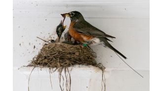 Changing attitudes towards garden insects: Former 'pests' are now seen as valuable.