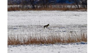Colorado officials will remove coyotes near area where 4-year-old was attacked.