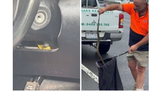 Driver in Victoria narrowly avoids dangerous encounter with tiger snake while driving barefoot.