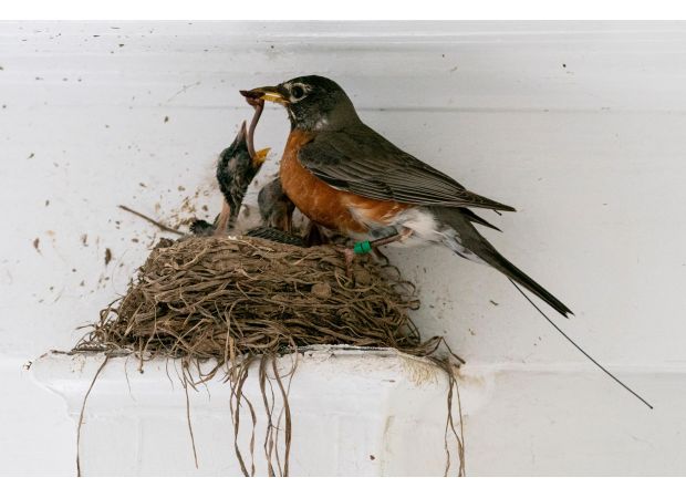 Changing attitudes towards garden insects: Former 'pests' are now seen as valuable.