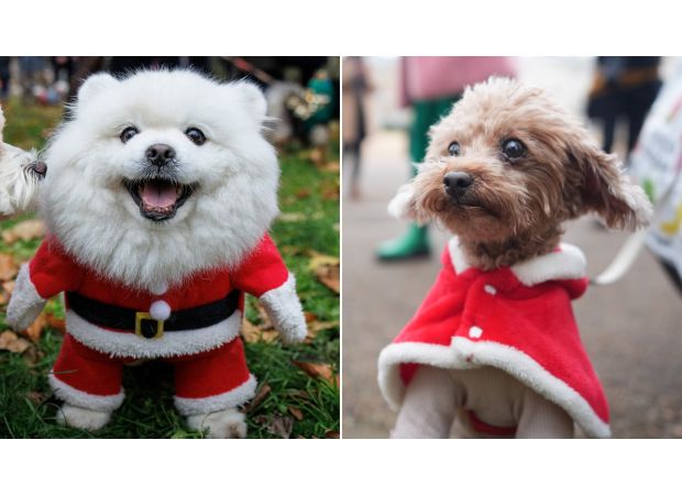 Check out these adorable 'Santa Paws' costumes featured in a Christmas parade.