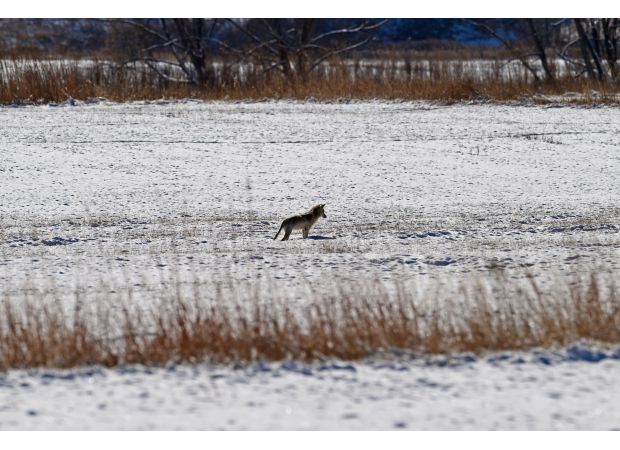 Colorado officials will remove coyotes near area where 4-year-old was attacked.