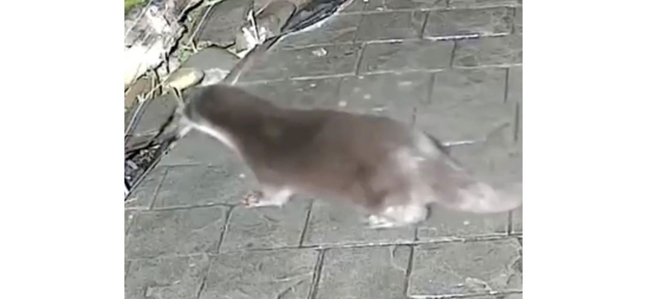 Otters are causing trouble for people again, despite electric fences meant to keep them away.