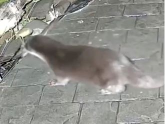 Otters are causing trouble for people again, despite electric fences meant to keep them away.