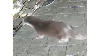 Otters are causing trouble for people again, despite electric fences meant to keep them away.