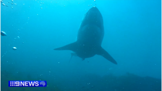 A man was hospitalized following a shark attack near the coast of Queensland.