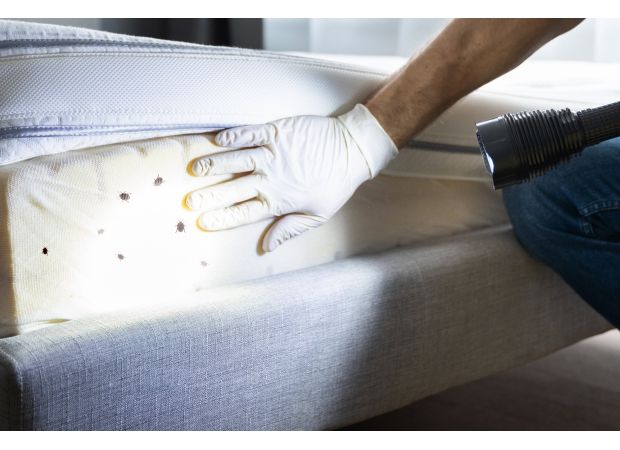 Bed bugs infested London hospitals over 500 times in a span of 7 years.