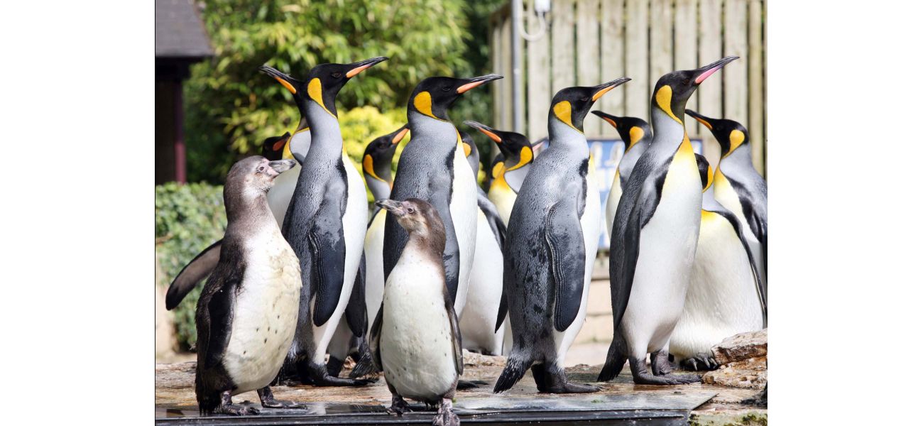 A penguin that was incorrectly identified as male for eight years has now been renamed 'female'.