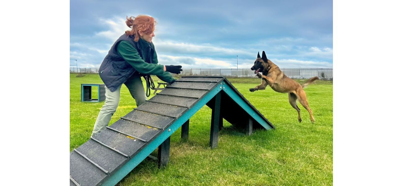 Getting attached to the dogs at Edinburgh Dog and Cat Home is unavoidable, despite attempts to resist.