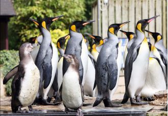 A penguin that was incorrectly identified as male for eight years has now been renamed 'female'.