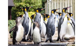 A penguin that was incorrectly identified as male for eight years has now been renamed 'female'.