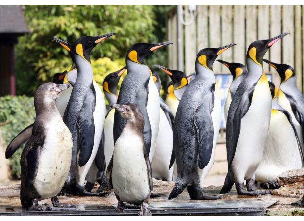 A penguin that was incorrectly identified as male for eight years has now been renamed 'female'.