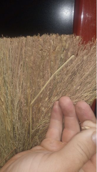 A discovery of a suspicious item at Bunnings has sparked a biosecurity investigation.