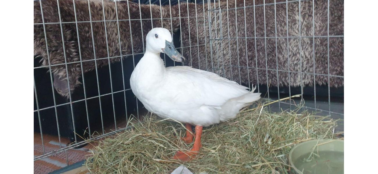 Bullied duck Geraldine gets a fresh start in a new home despite being blind.