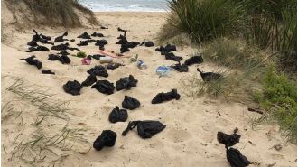 Warning issued to dog owners after unpleasant finding on Australian beach.