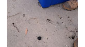 Mysterious black spheres keep appearing on Sydney beach