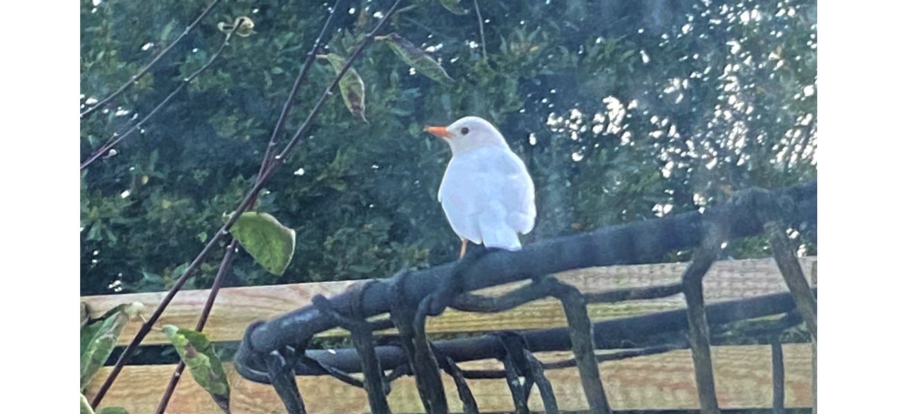 Man surprised to find a very rare white blackbird in his yard.