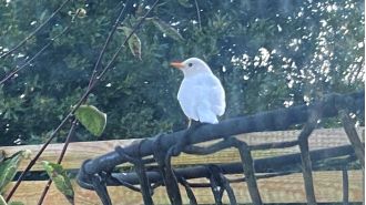 Man surprised to find a very rare white blackbird in his yard.