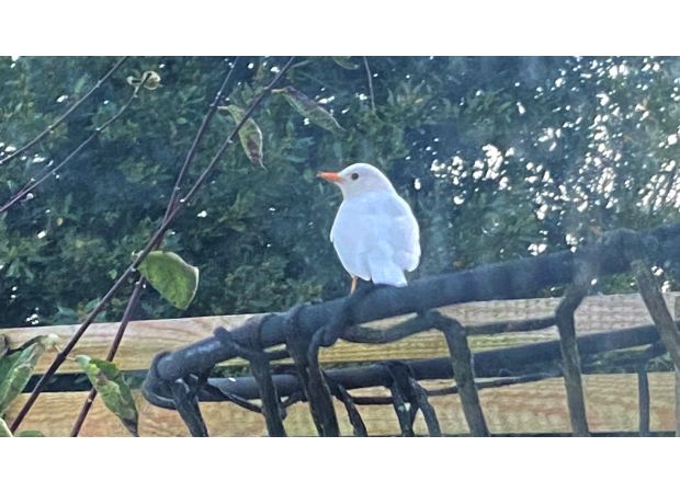 Man surprised to find a very rare white blackbird in his yard.