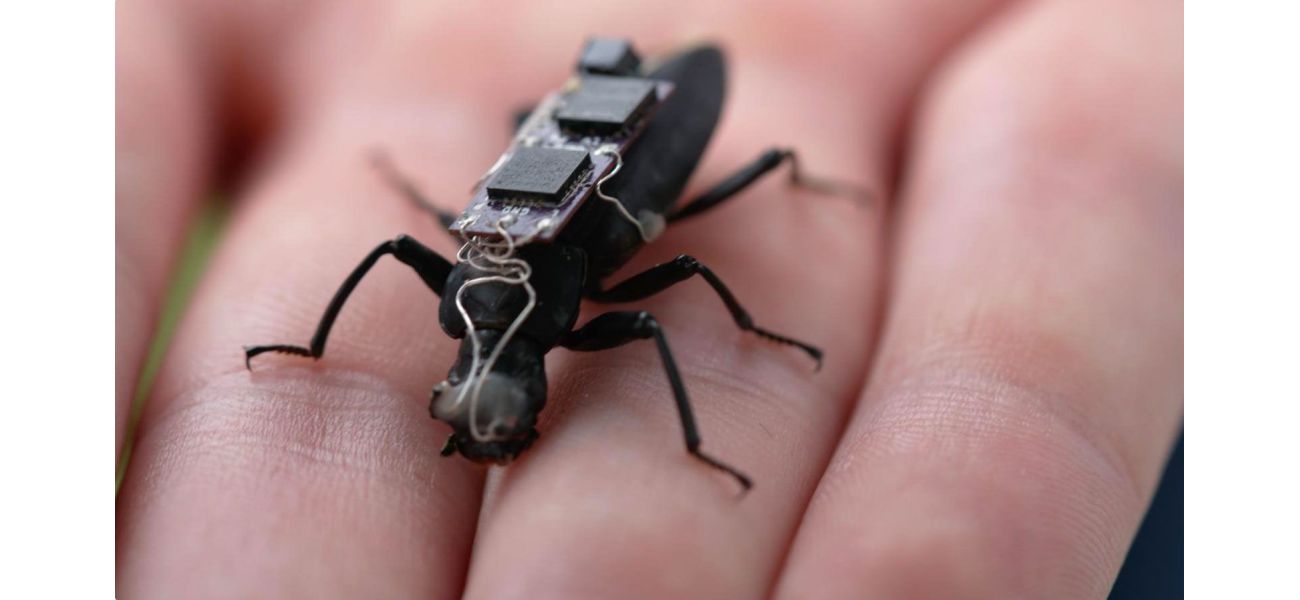 In the future, large mechanical cockroaches may be used for search and rescue missions.