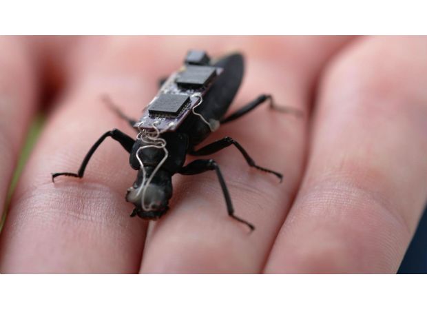 In the future, large mechanical cockroaches may be used for search and rescue missions.