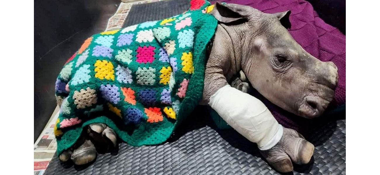 Grandmothers in Yorkshire knit blanket for newborn rhino thousands of miles away following hyena attack.