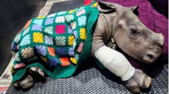 Grandmothers in Yorkshire knit blanket for newborn rhino thousands of miles away following hyena attack.