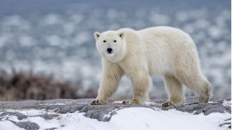 Husband saves wife from polar bear while searching for dogs.