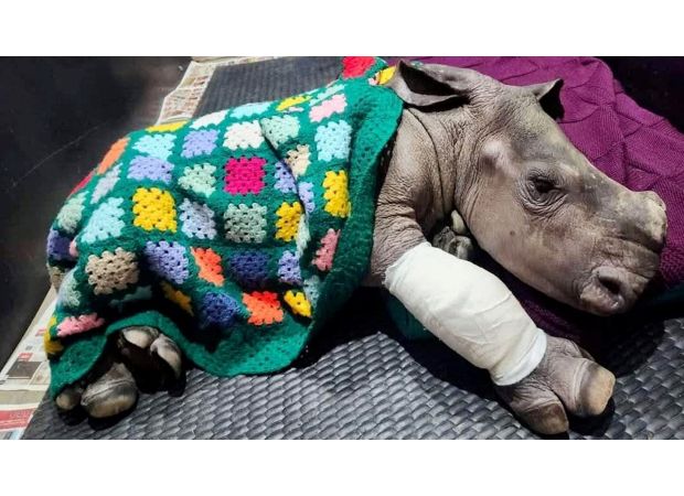 Grandmothers in Yorkshire knit blanket for newborn rhino thousands of miles away following hyena attack.