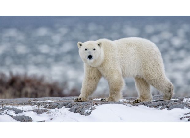 Husband saves wife from polar bear while searching for dogs.