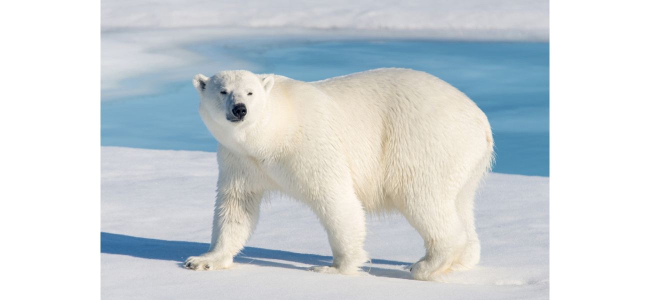 Brave man defends wife from polar bear by jumping on it.