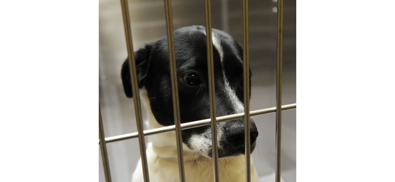 Fraudsters pretending to be from Denver Animal Shelter to scam people searching for their lost pets.