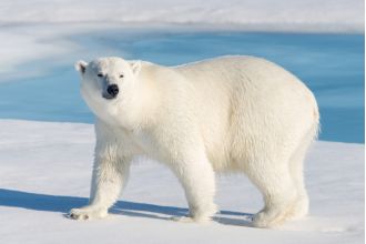 Brave man defends wife from polar bear by jumping on it.