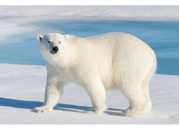 Brave man defends wife from polar bear by jumping on it.