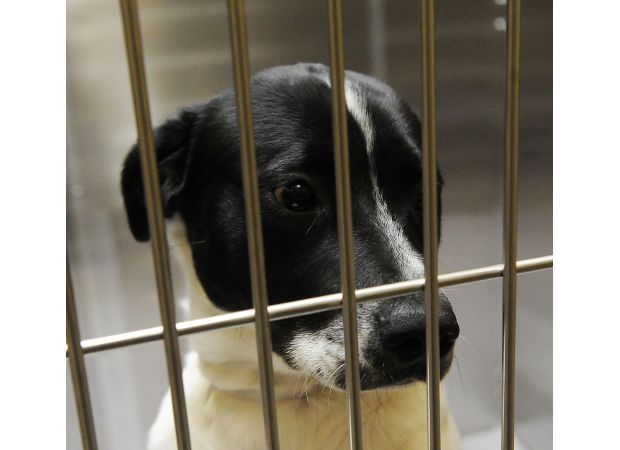 Fraudsters pretending to be from Denver Animal Shelter to scam people searching for their lost pets.