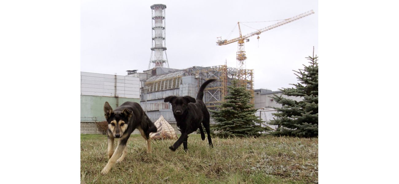 Unforeseen impact of Chernobyl's radiation on dogs.