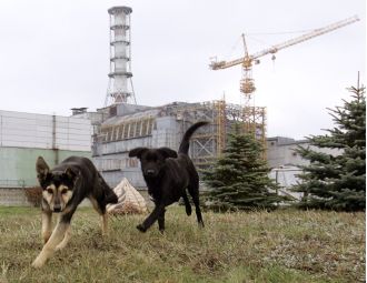 Unforeseen impact of Chernobyl's radiation on dogs.