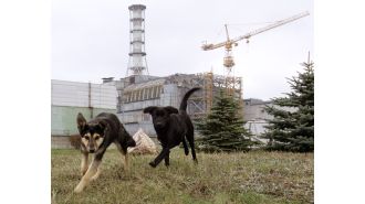 Unforeseen impact of Chernobyl's radiation on dogs.