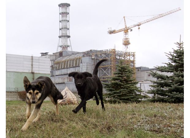 Unforeseen impact of Chernobyl's radiation on dogs.