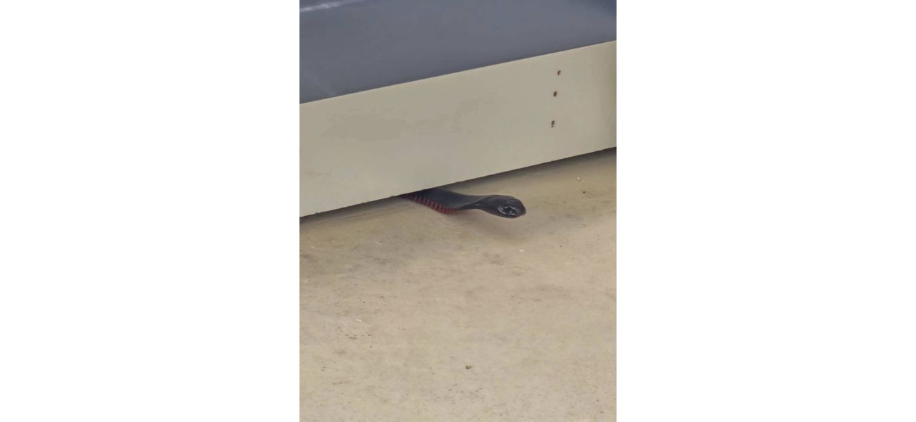 Snakes seeking shelter from heat pose danger.