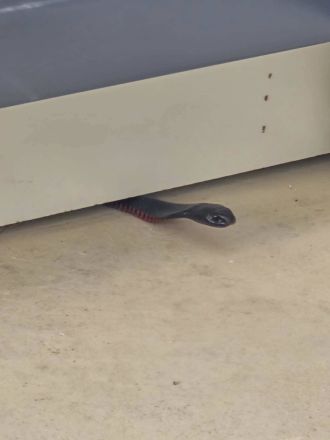 Snakes seeking shelter from heat pose danger.